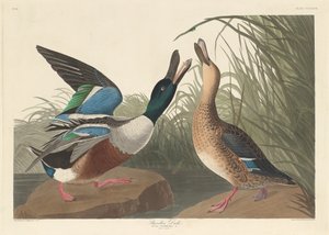 Kachna lopata, 1836. od Robert Havell