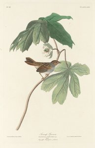 Swamp Sparrow, 1829. od Robert Havell