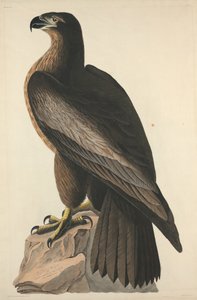 The Bird of Washington nebo Great American Sea Eagle, 1827.