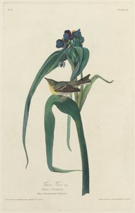Vigors Vireo, 1828. od Robert Havell