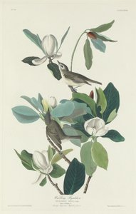 Warbling Flycatcher, 1831. od Robert Havell