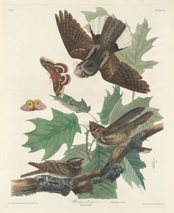 Bič-chudá vůle, 1830. od Robert Havell