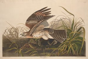 Zimní jestřáb, 1829. od Robert Havell