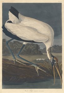 Wood Ibis, 1834. od Robert Havell