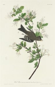Wood Pewee, 1831. od Robert Havell