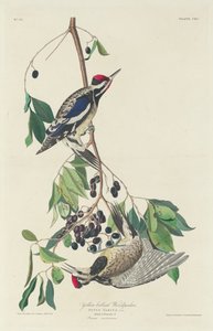 Datel žlutobřichý, 1834. od Robert Havell