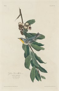 Pěnice žlutohrdlá, 1830. od Robert Havell