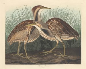 Bittern americký od Robert Havell after John James Audubon