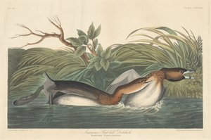 Americký Pied-Bill Dobchick od Robert Havell after John James Audubon