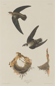 Americký Swift od Robert Havell after John James Audubon