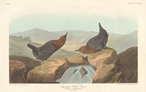 Americký vodní ouzel od Robert Havell after John James Audubon