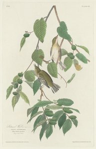 Pěnice podzimní od Robert Havell after John James Audubon