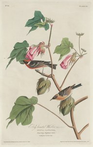 Pěnice hnědá od Robert Havell after John James Audubon