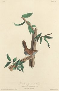 Bewickův střízlík dlouhoocasý od Robert Havell after John James Audubon