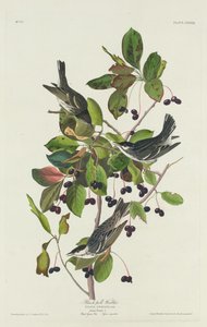 Pěnice černá od Robert Havell after John James Audubon
