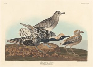 Kulík černobřichý od Robert Havell after John James Audubon