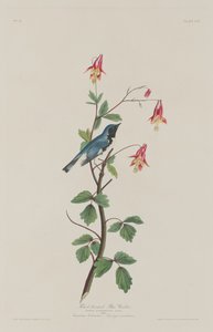 Pěnice modrokrká od Robert Havell after John James Audubon