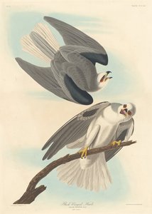 Jestřáb černokřídlý od Robert Havell after John James Audubon