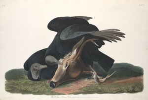Černý sup od Robert Havell after John James Audubon