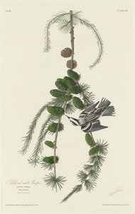 Black and White Creeper od Robert Havell after John James Audubon