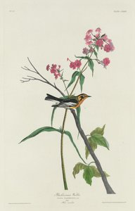 Pěnice černohorská od Robert Havell after John James Audubon