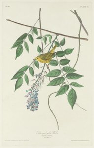 Pěnice modrooká žlutá od Robert Havell after John James Audubon