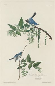 Muškař modrošedý od Robert Havell after John James Audubon