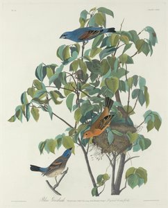 Modrý grošák od Robert Havell after John James Audubon