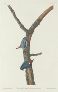 Brhlík hnědohlavý od Robert Havell after John James Audubon