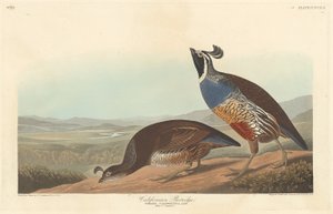 Kalifornský Partridge od Robert Havell after John James Audubon