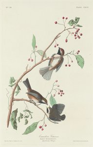 Kanadská sýkorka od Robert Havell after John James Audubon