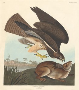 Káně obecná od Robert Havell after John James Audubon