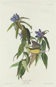 Connecticut pěnice od Robert Havell after John James Audubon
