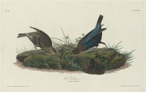 Strnad kravský od Robert Havell after John James Audubon