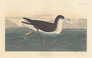 Dusky Petrel od Robert Havell after John James Audubon