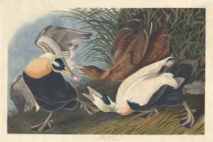 Kajka kajka od Robert Havell after John James Audubon