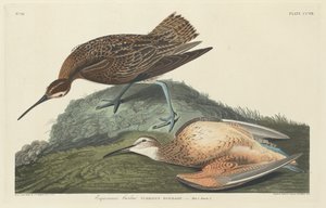 Esquimaux Curlew   1238297   cs       czech Successfully Translated  Original: Melon and Lemon Translat: Melon and Lemon 1228533 cs czech Successfully Translated Original: Les Hazards heureux de lEscarpolette Translat: Les Hazards heureux de l