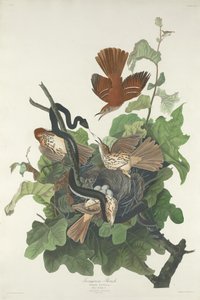Drozd železitý od Robert Havell after John James Audubon