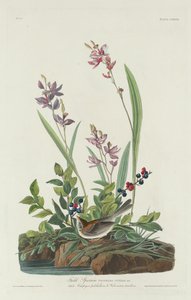 Vrabec polní od Robert Havell after John James Audubon