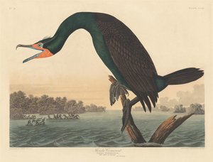 Floridský kormorán od Robert Havell after John James Audubon