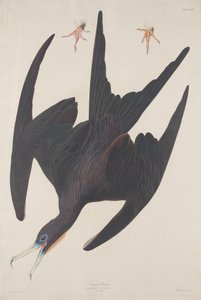 Fregata Pelikán od Robert Havell after John James Audubon