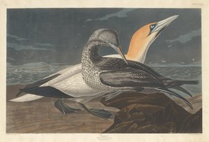 Gannet od Robert Havell after John James Audubon