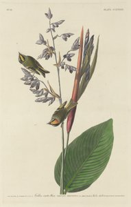 Střízlík zlatý od Robert Havell after John James Audubon