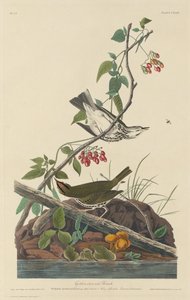Drozd zlatokorunový od Robert Havell after John James Audubon