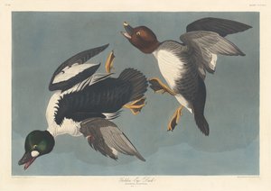 Kachna zlatooká od Robert Havell after John James Audubon