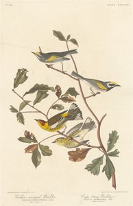 Pěnice zlatokřídlá a pěnice kapská od Robert Havell after John James Audubon