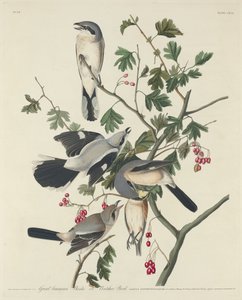 Velký americký ťuhýk nebo Butcher Bird