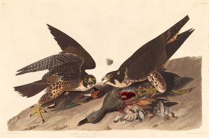 Velký Footed Hawk od Robert Havell after John James Audubon
