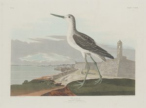 Greenshank od Robert Havell after John James Audubon