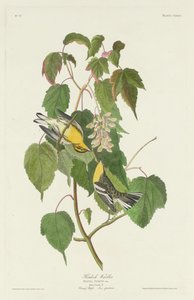 Hemlock pěnice od Robert Havell after John James Audubon